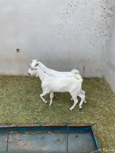 جفرتين بيشيات index