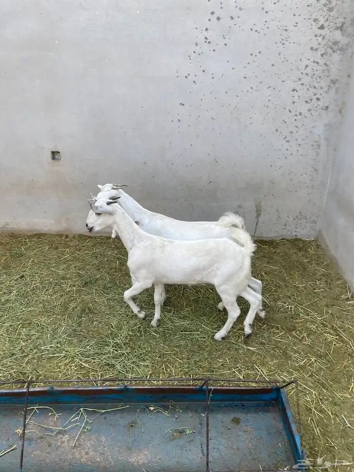 جفرتين بيشيات 3