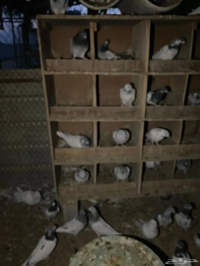 حمام باكستاني امهات 6