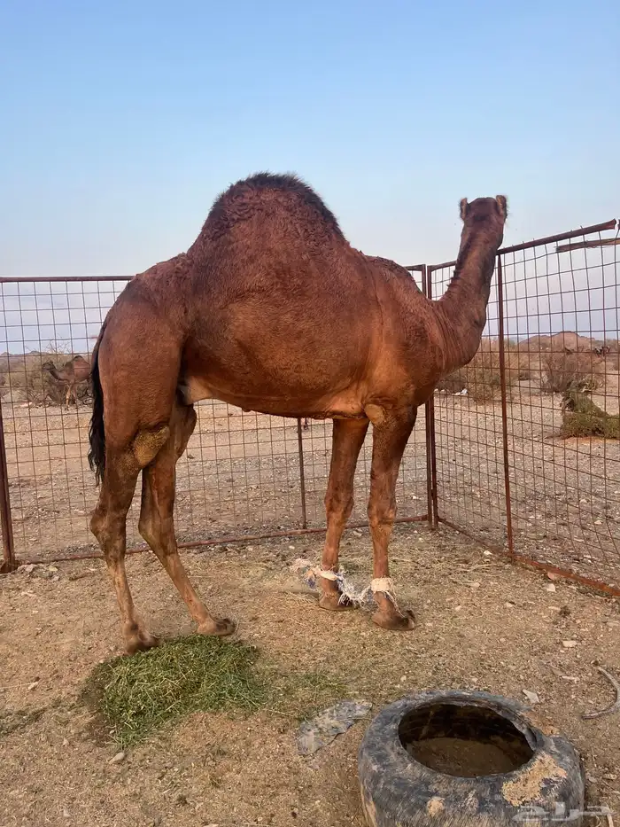 فحل احمر دم 14