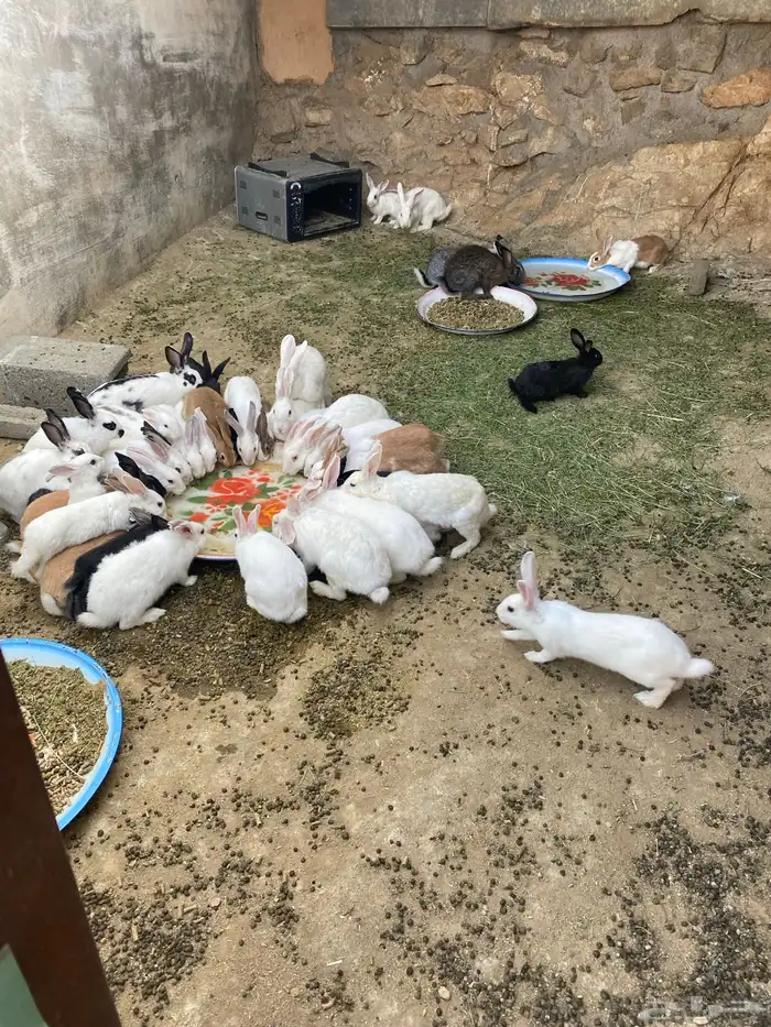 ارانب للبيع 0