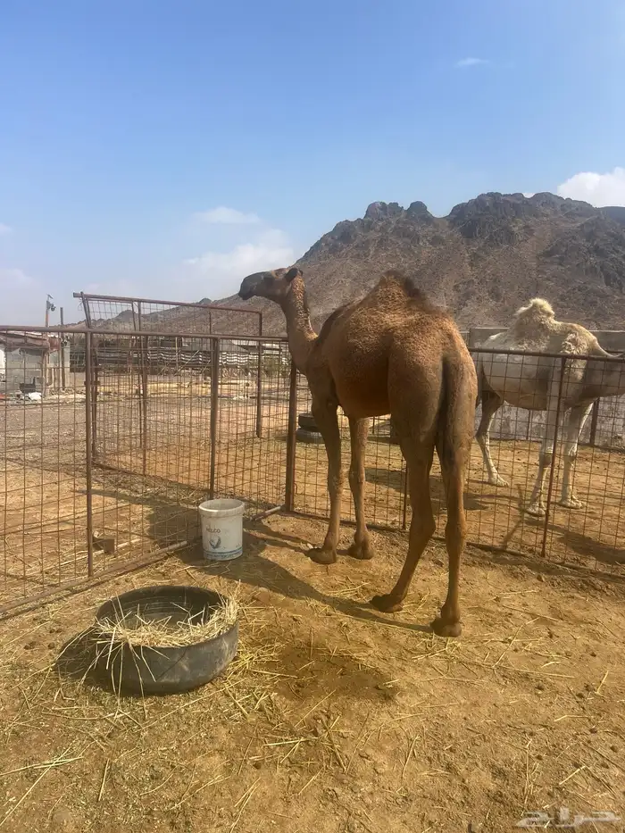 بكره حقه صفرا 1