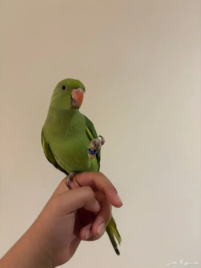 دره هنديه أليفه متكلمه 13