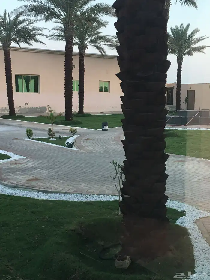 نجيله طبيعي ثيل طبيعي 1