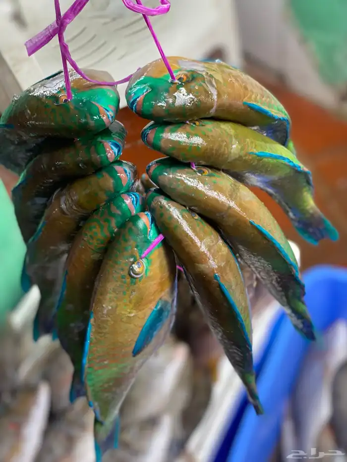 سمك حريد وهامور 3