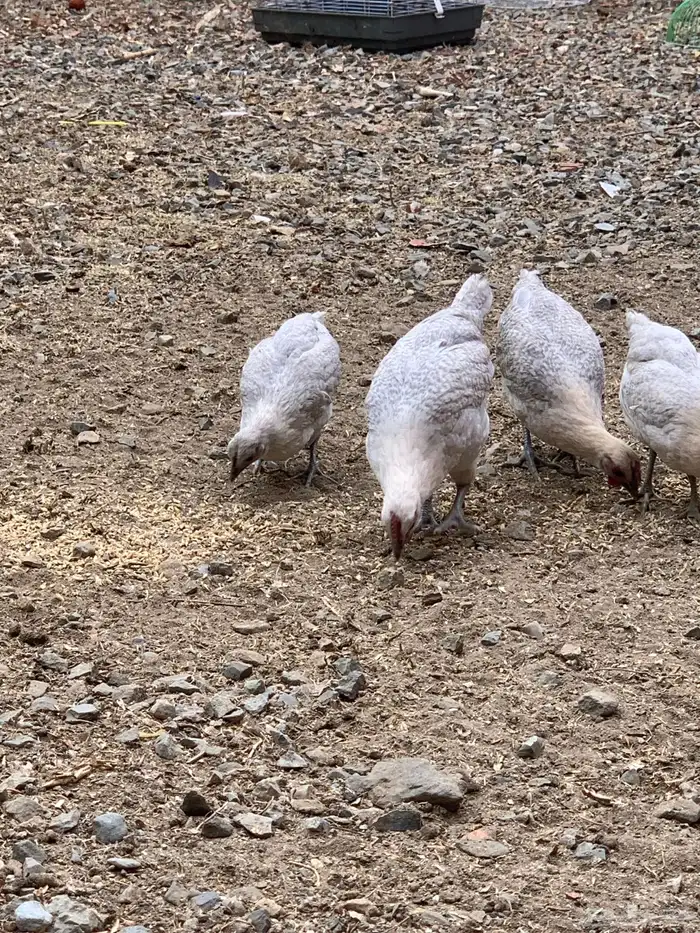 دجاج فيومي قولد ( بشاير ) 8