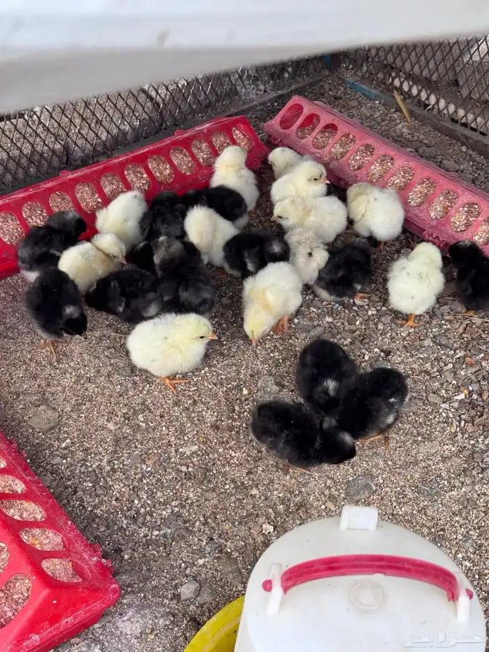 صوص فيومي تركي مع لوهمان 1