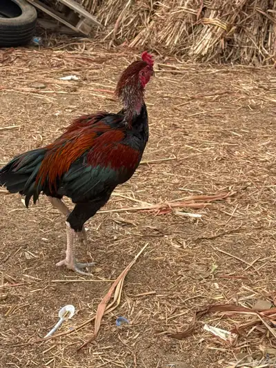 ديك بكستاني index