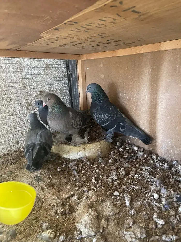 للبيع زوج حمام صنعاني بإنتاجه 3