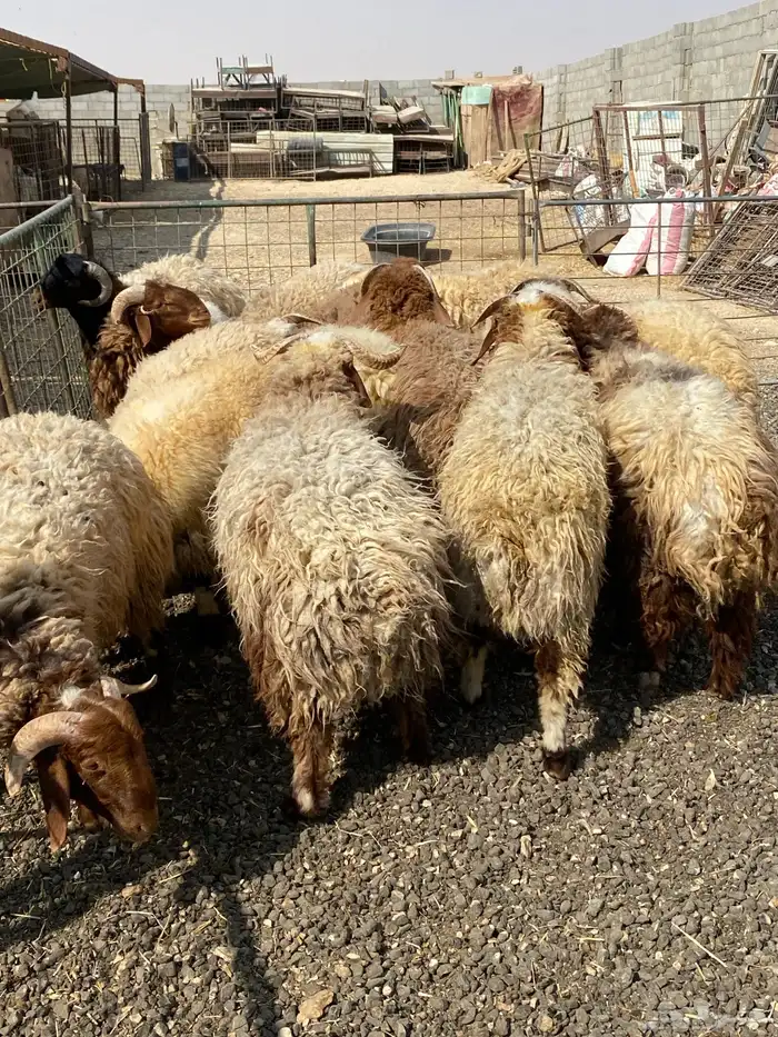 طليان نعيمي جبر ناهي 30