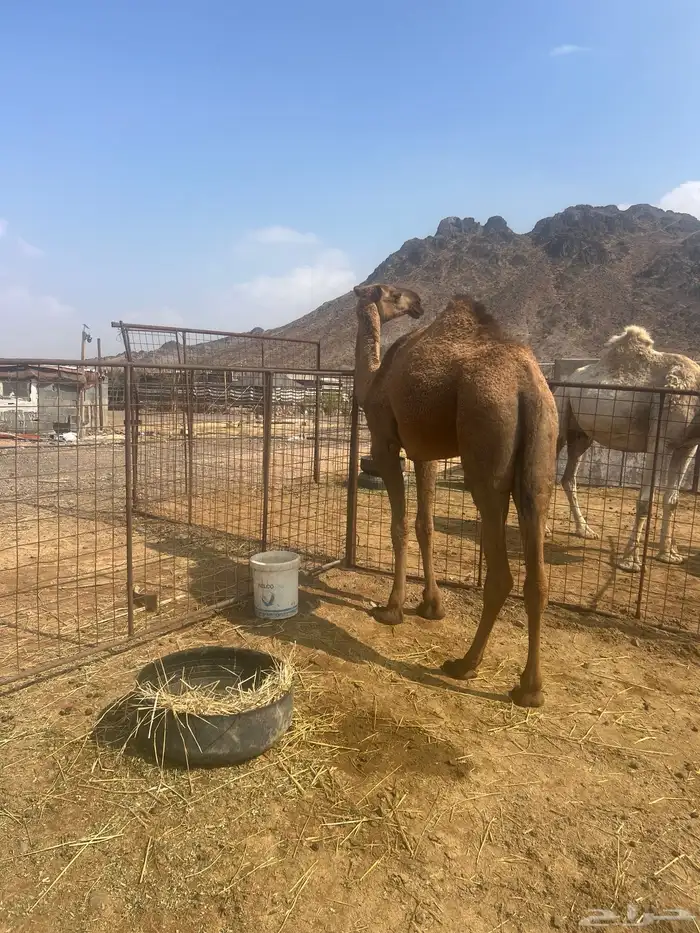 بكره حقه صفرا 2