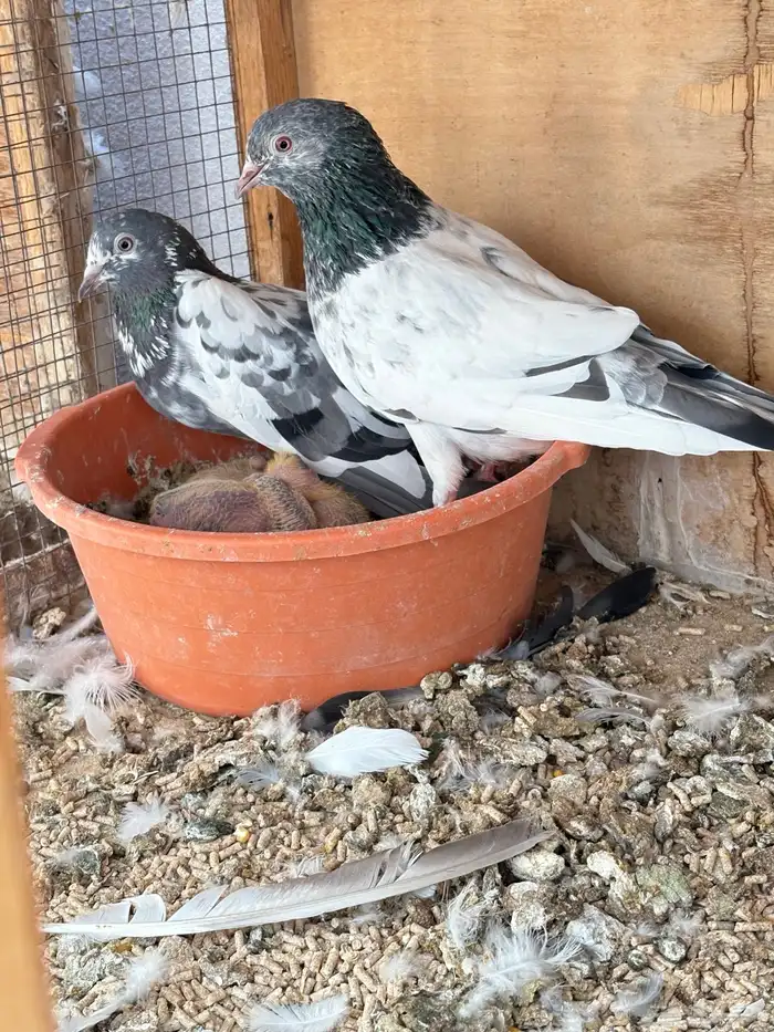 للبيع جوز شماعي قولدن وجوز قلابي 1