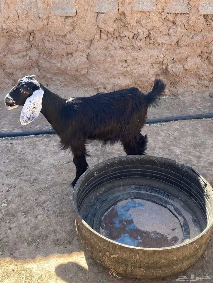 السلام عليكم اعرض عليكم جفره عارضيه 3