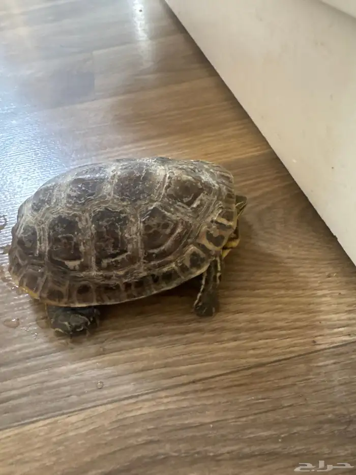 سلحفاه للبيع 1