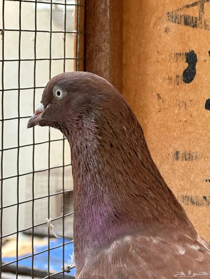 حمام هندي وقطائف 5