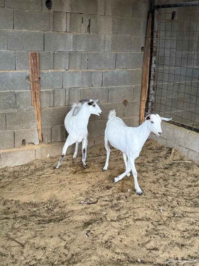 جفار على الشرط 12