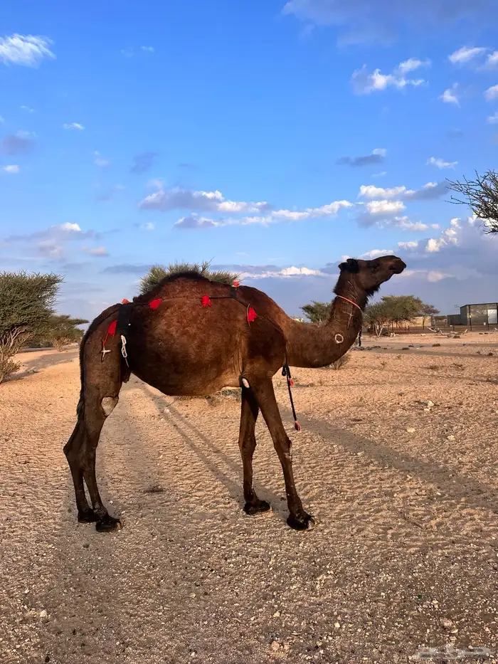 ناقه ساحليه صفرا 3