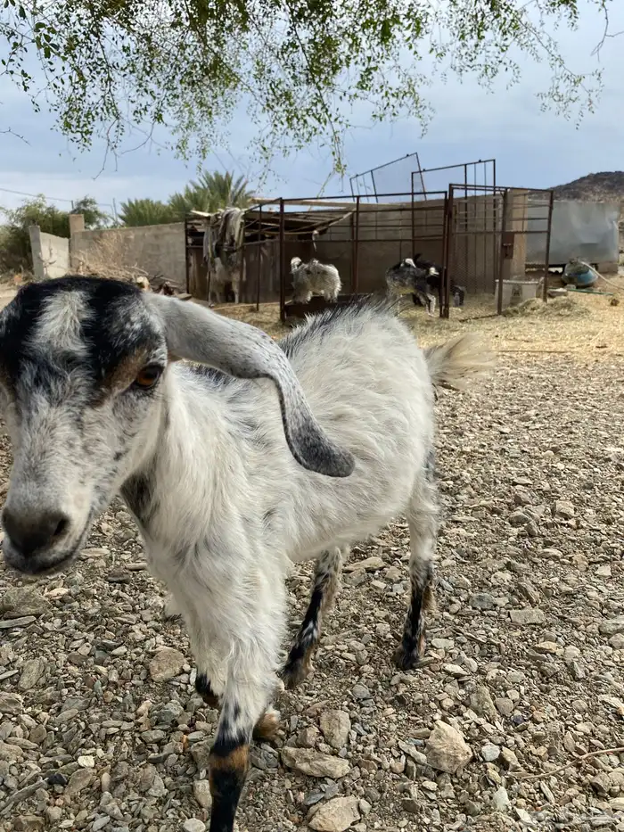 عناق لحقيه 0