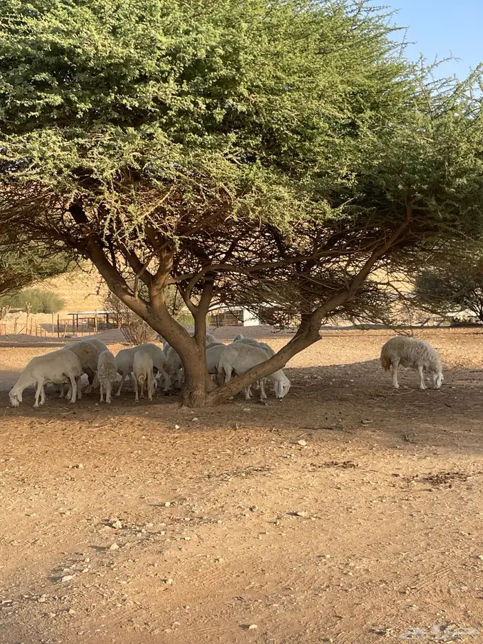 غنم حريات 20 راس دفيع شرط سونار 7