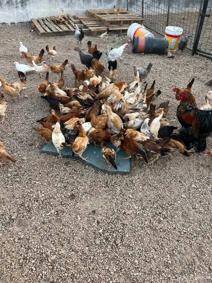 دجاج بشاير 1