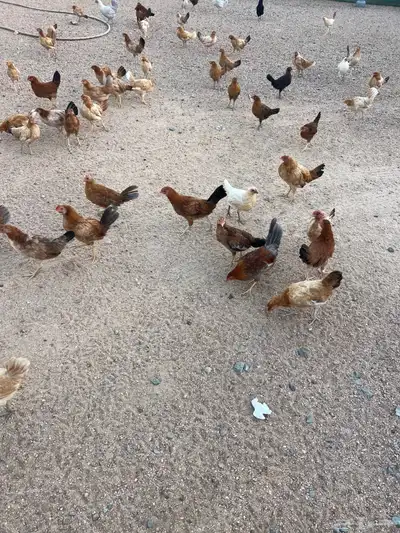 دجاج بشاير index