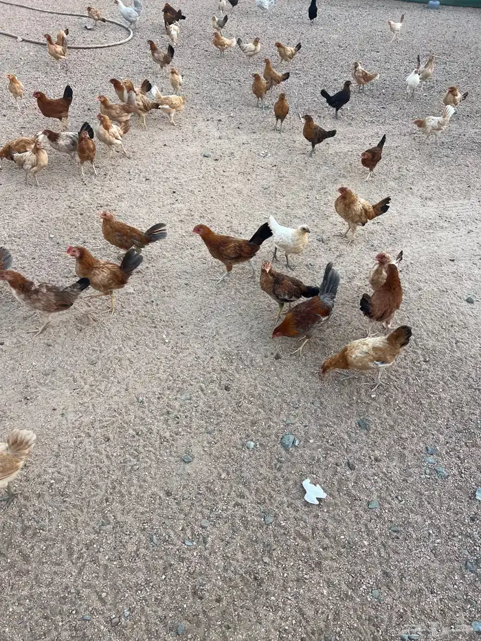 دجاج بشاير 0