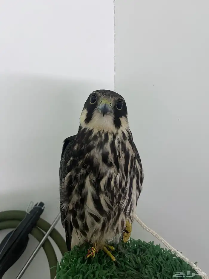 جليميه للبيع 1