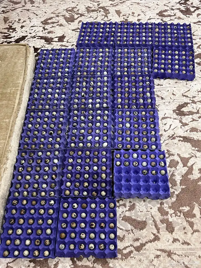 بيض مخصب سمان تكساس عملاق 0