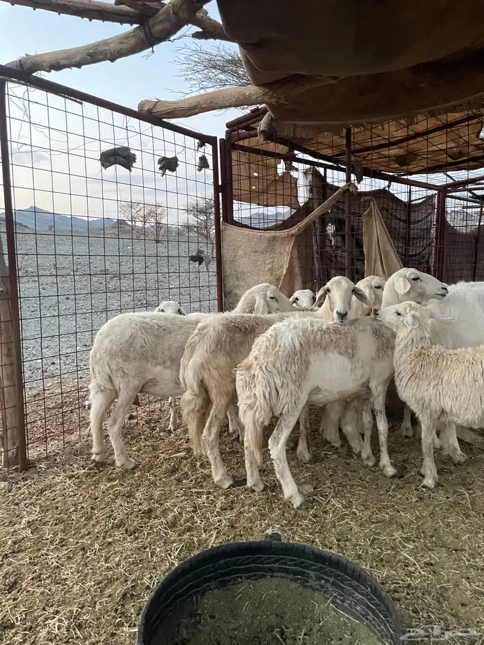 ضان ولد حبص 7