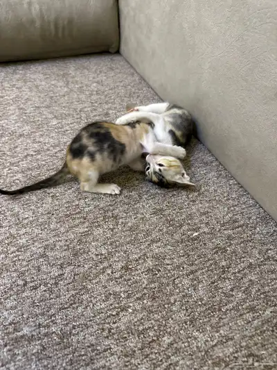 قط للتبني index