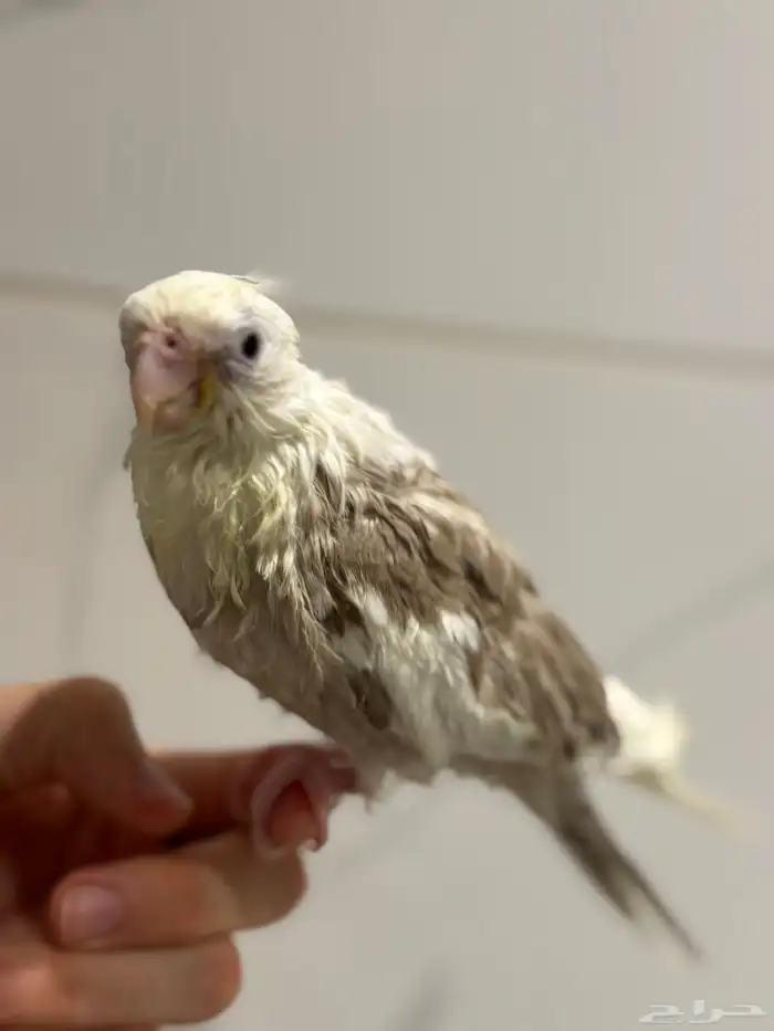 كروان بايد اليف جدا بداية فطام 0