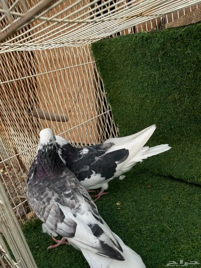 قطايف تب التب 4