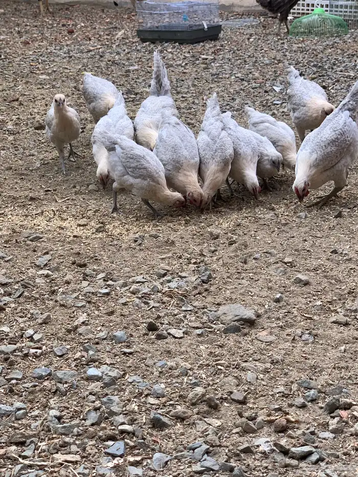 دجاج فيومي قولد ( بشاير ) 7
