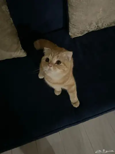 قط برتقالي عمره 8 شهور 0