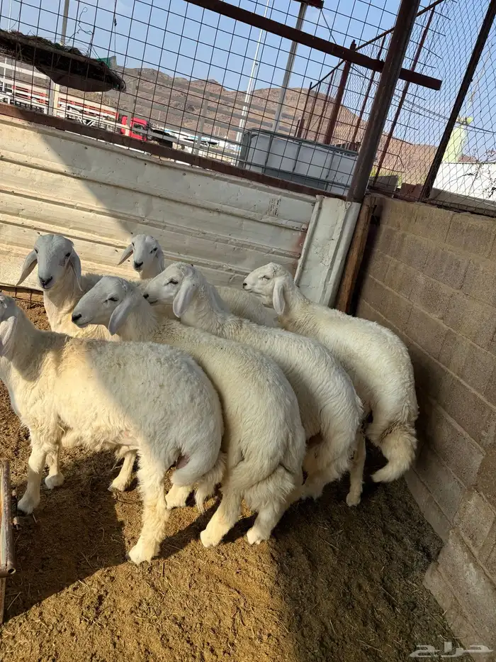 طليان وتيوس ذبايح نظيفه ع الشرط ( سلخ وتوصيل ) 2