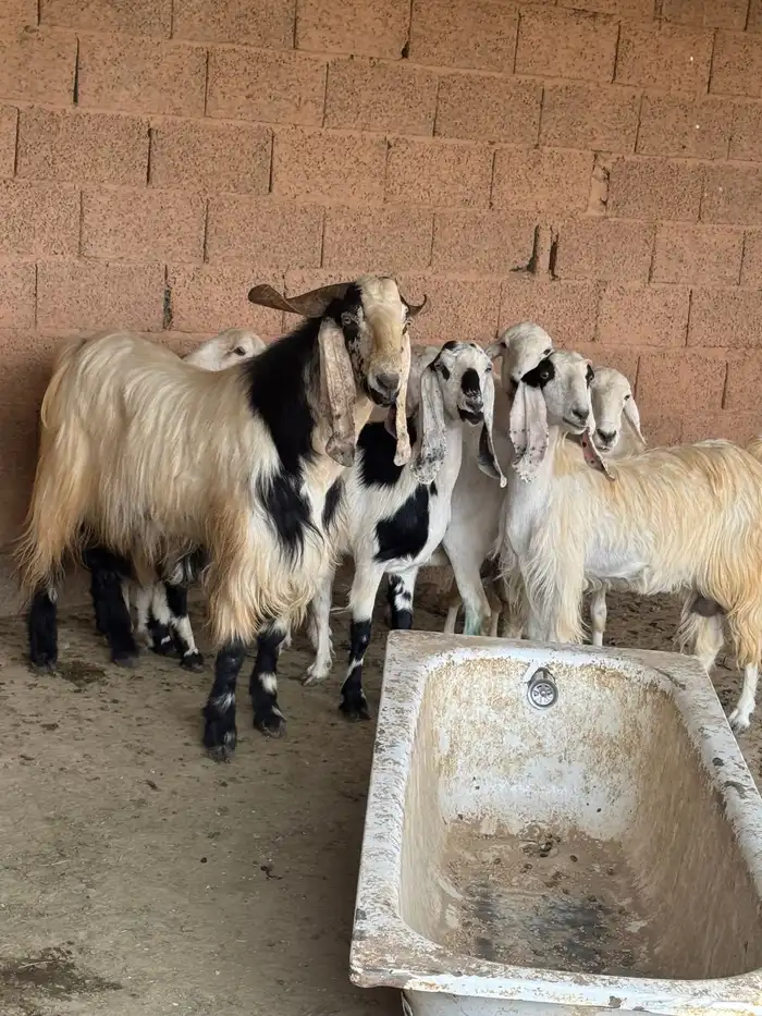 قريبه من دوار الغطغط 3