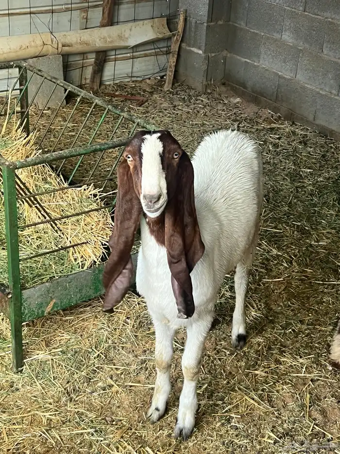 جفره هولنديه خصم وصنف دم صافي 0