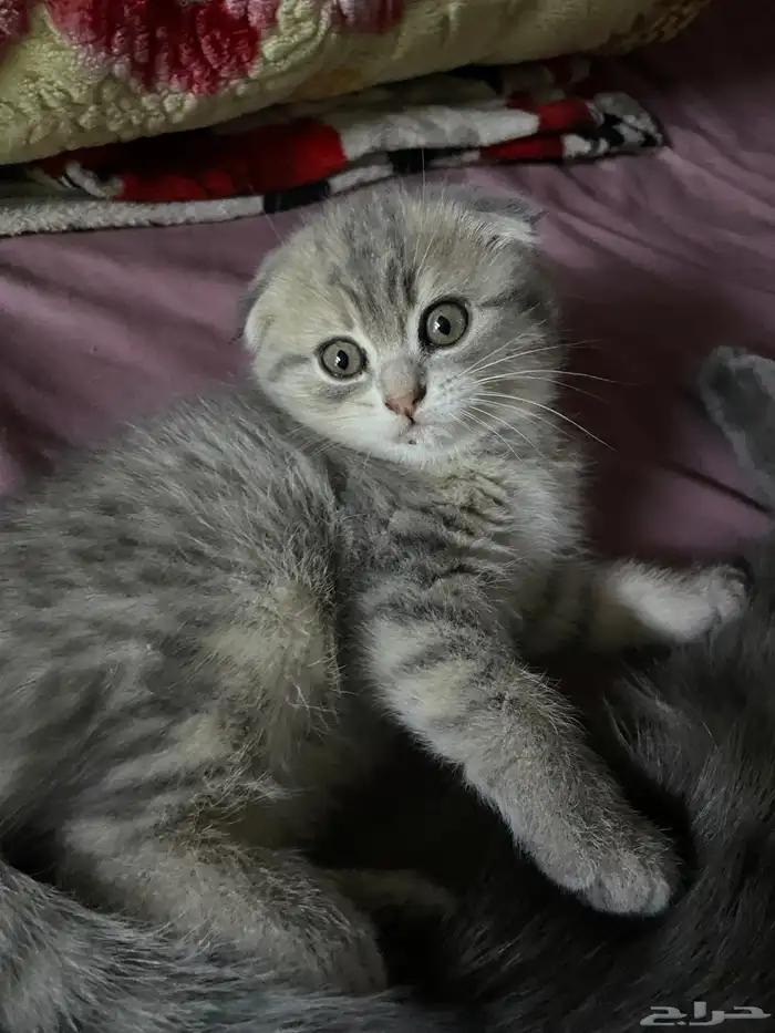 للبيع قطط حبتين 0