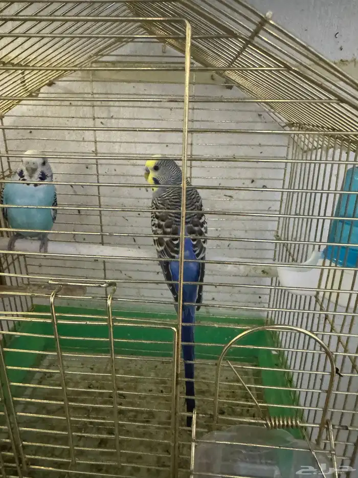 بادجي هولندي 5