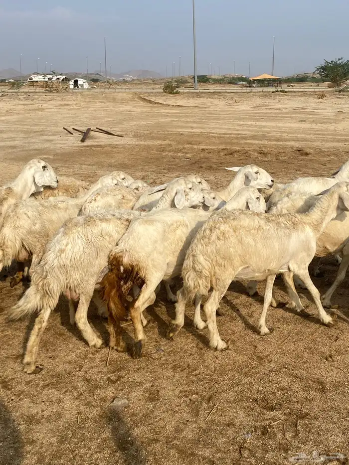 غنم خلفات 1