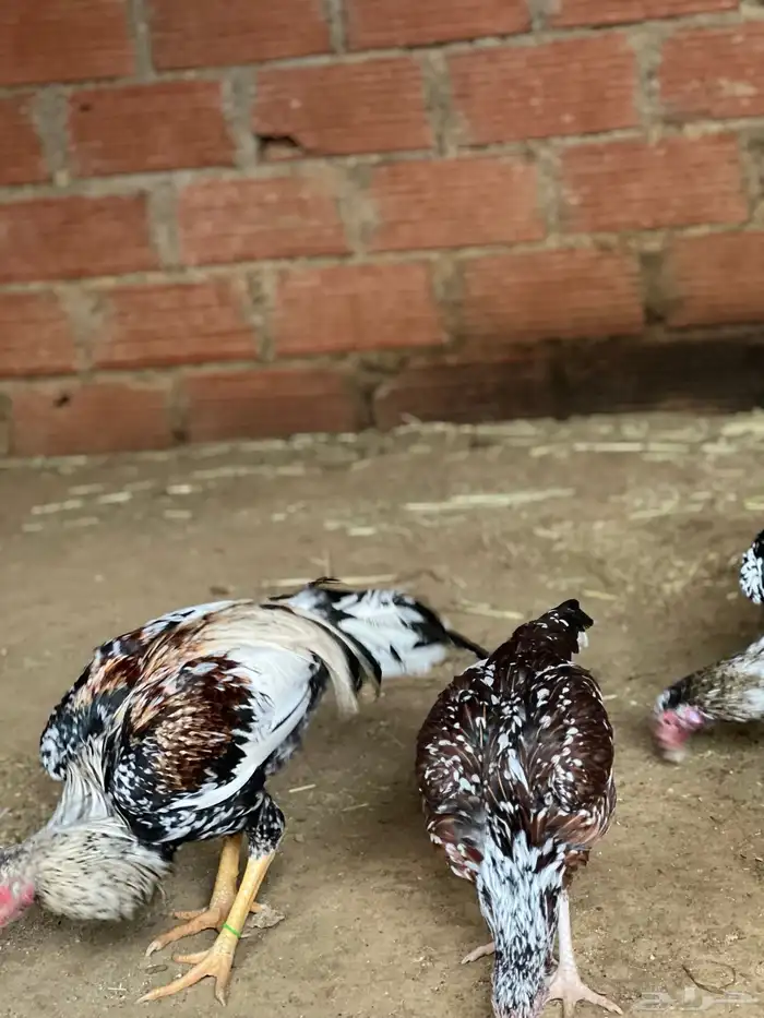 دجاج بكساتني سندي فولو 3