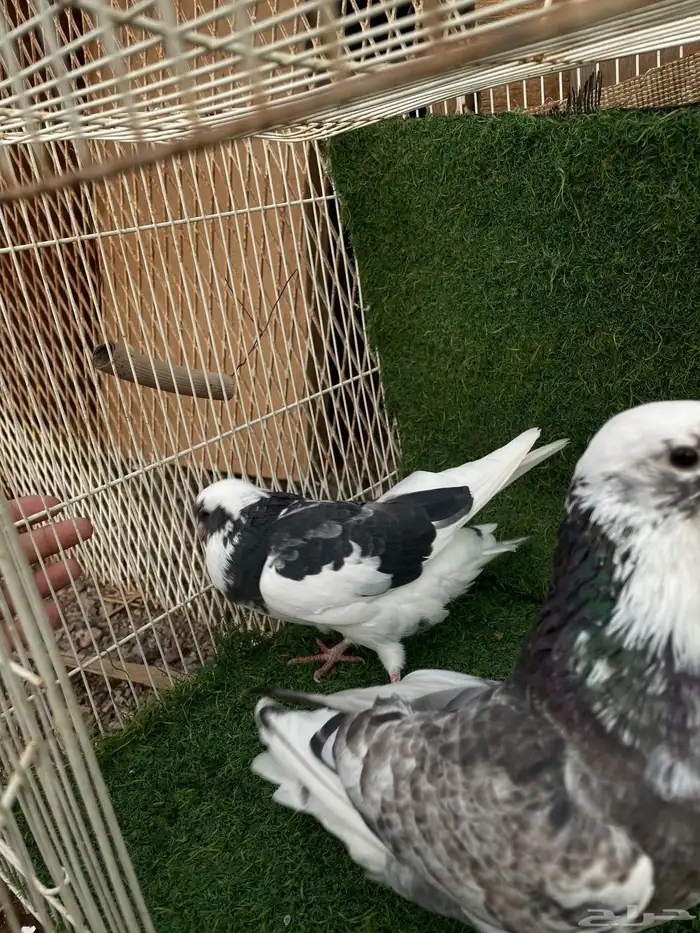 قطايف تب التب 3