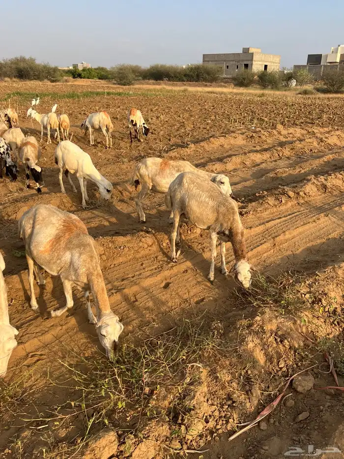 ضان العدد 40 كلها دوار واكثرها قرايب 2