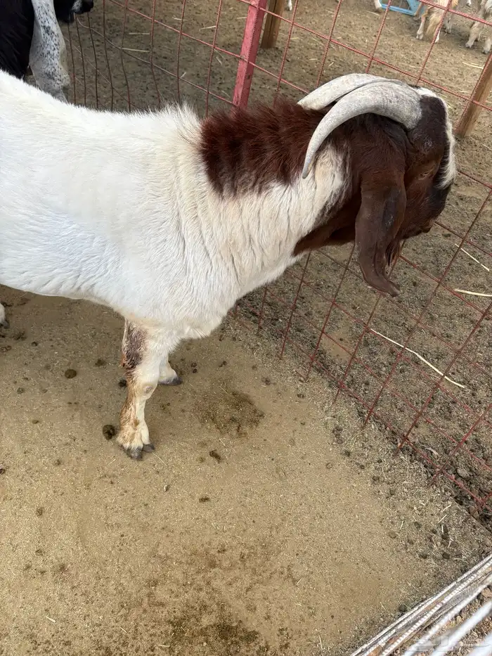 تيس بورقوت 3