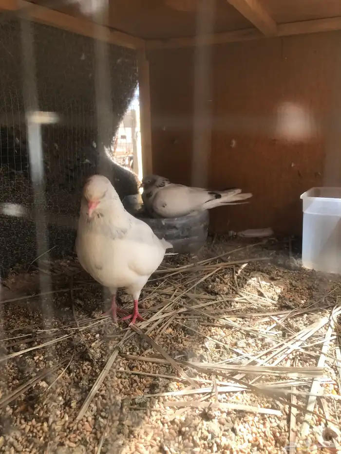 قلاب كوره الوان حلوه 28