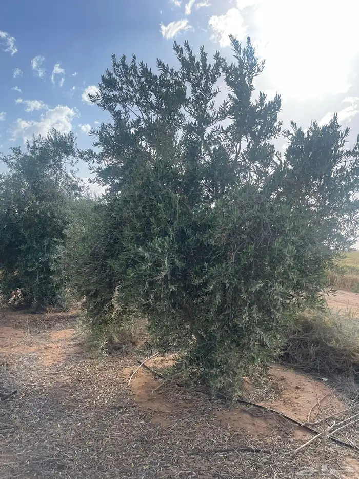 اشجار زيتون مثمرة وشتلات صغيرة 20