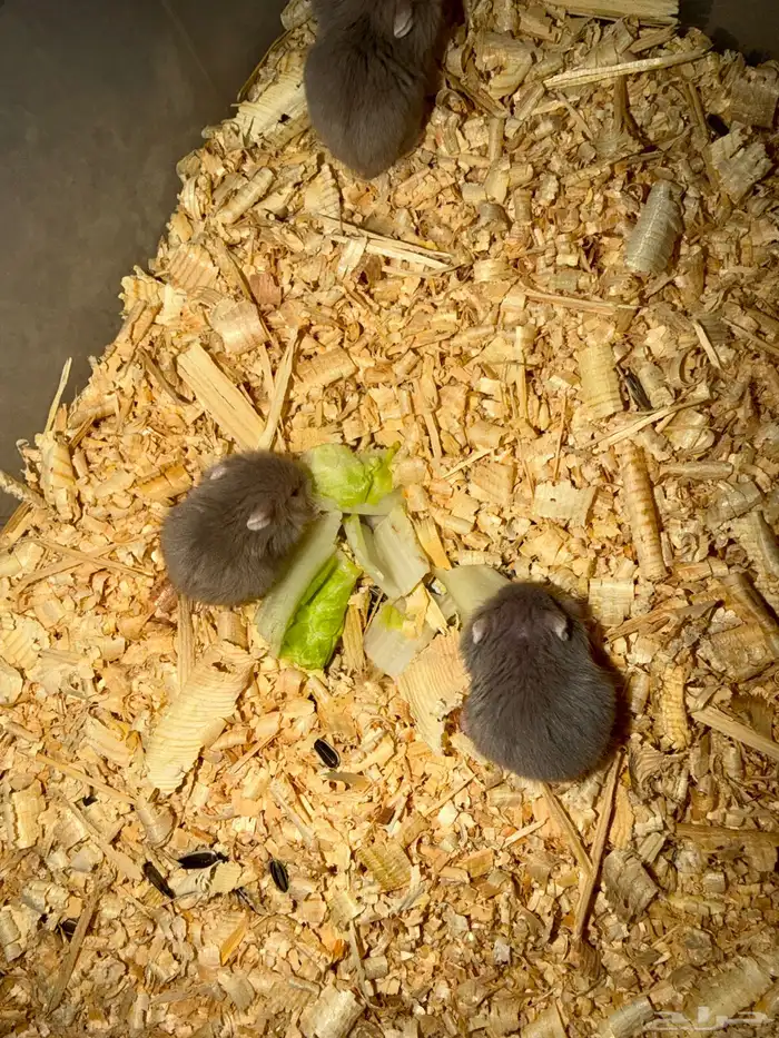 هامستر ب خمس ريال فقط 5