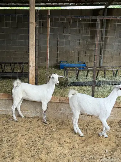 جفار على الشرط index