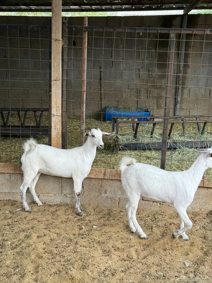 جفار على الشرط 1