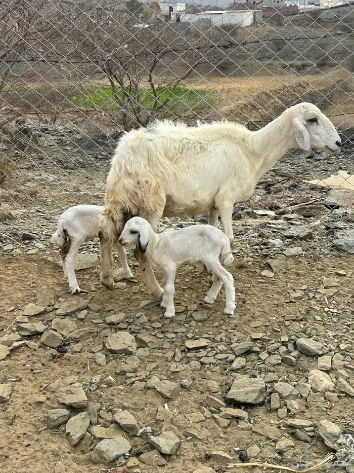 للبيع ضان مقني 2